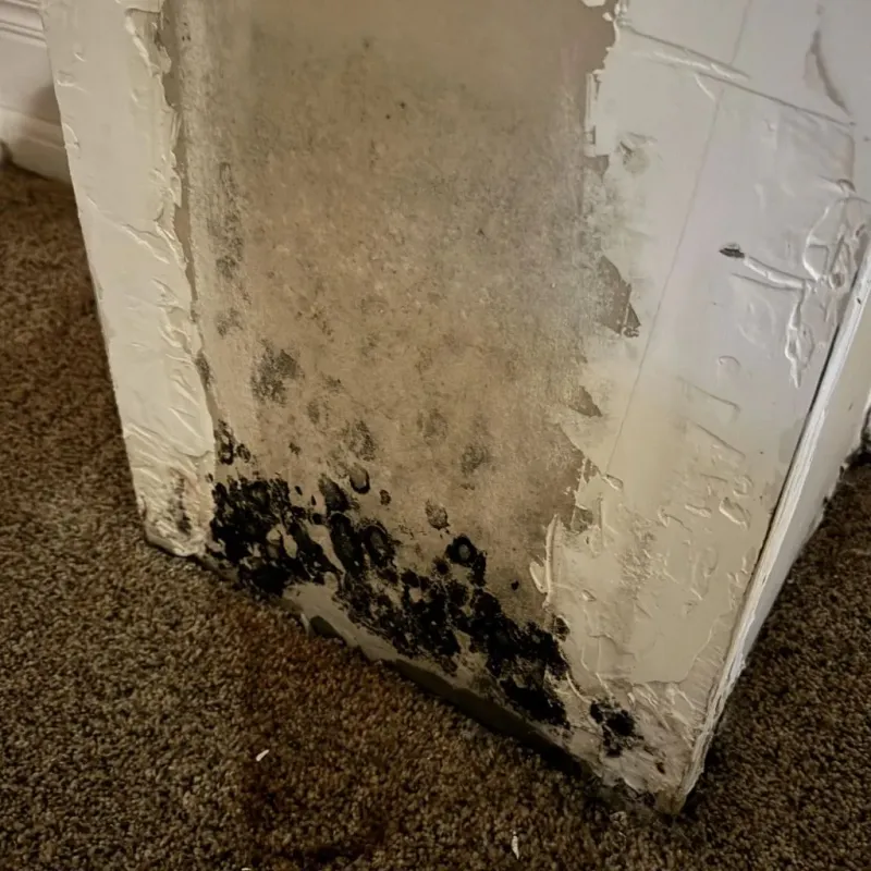 Professional Mold Removal in Kingston, NY
